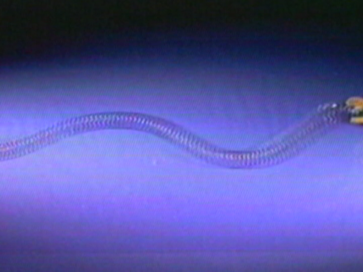 Velocity/Wavelength & Frequency/Reflected Waves: Transverse Waves on a Coil Spring