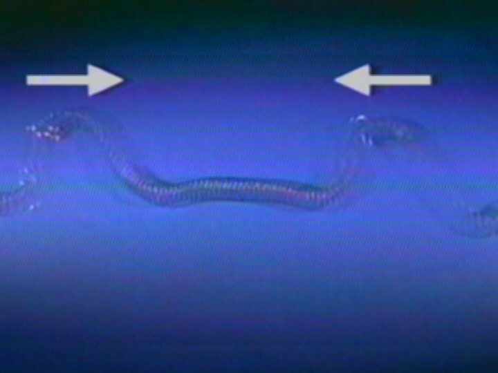 Change in Medium/Interference: Transverse Waves on a Coil Spring